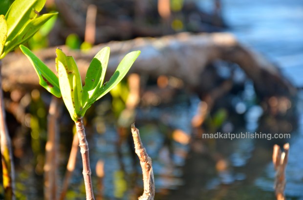mangroveleaves_mkpublishing